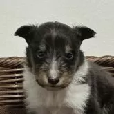 シェットランドシープドッグ