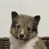 シェットランドシープドッグ