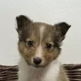 シェットランドシープドッグ