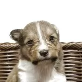 シェットランドシープドッグ