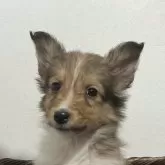 シェットランドシープドッグ