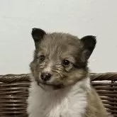 シェットランドシープドッグ