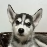 シベリアンハスキー