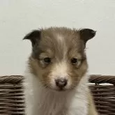 シェットランドシープドッグ