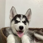 シベリアンハスキー