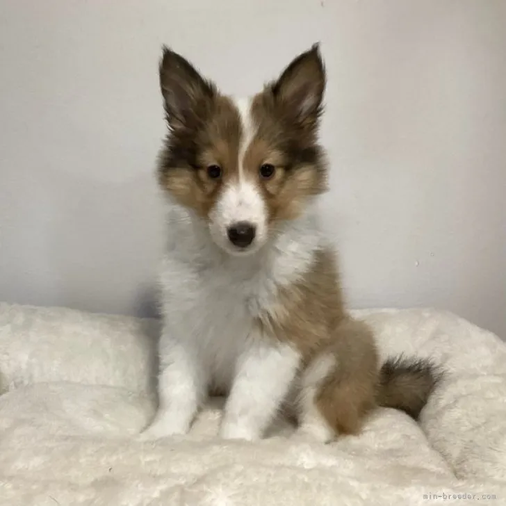 ID:2306-02494の子犬