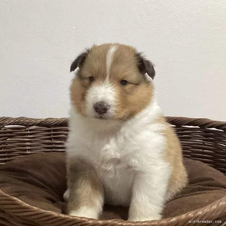 ID:2404-02018の子犬