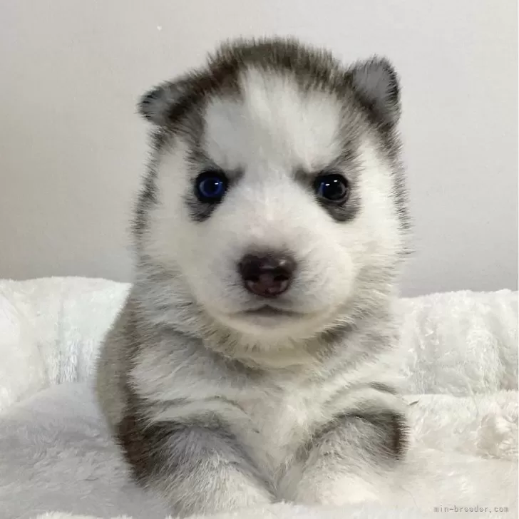 ID：2312-06405の子犬