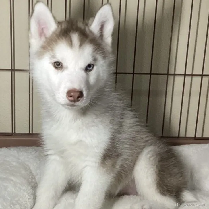 ID：2302-02056の子犬