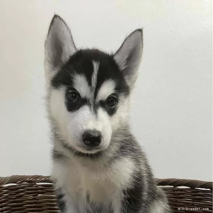 ID：2406-05954の子犬