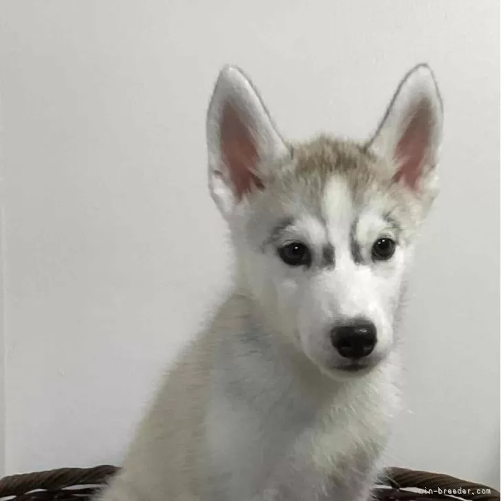 ID:2406-05958の子犬