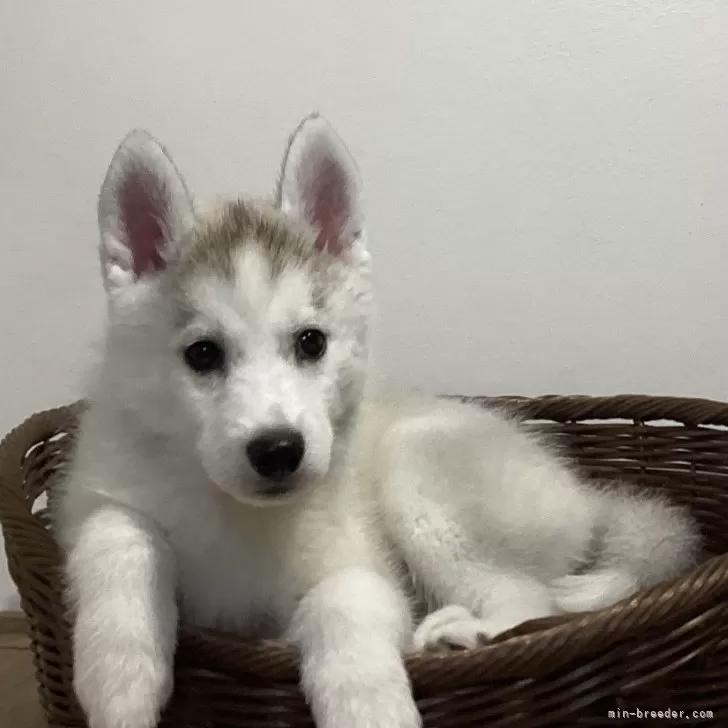 ID:2408-06551の子犬