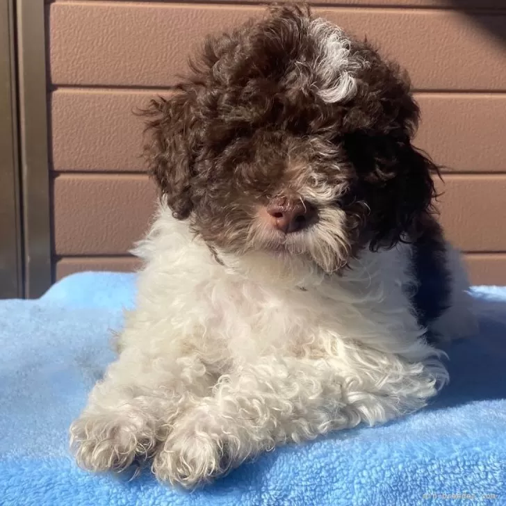 ID：2502-03002の子犬