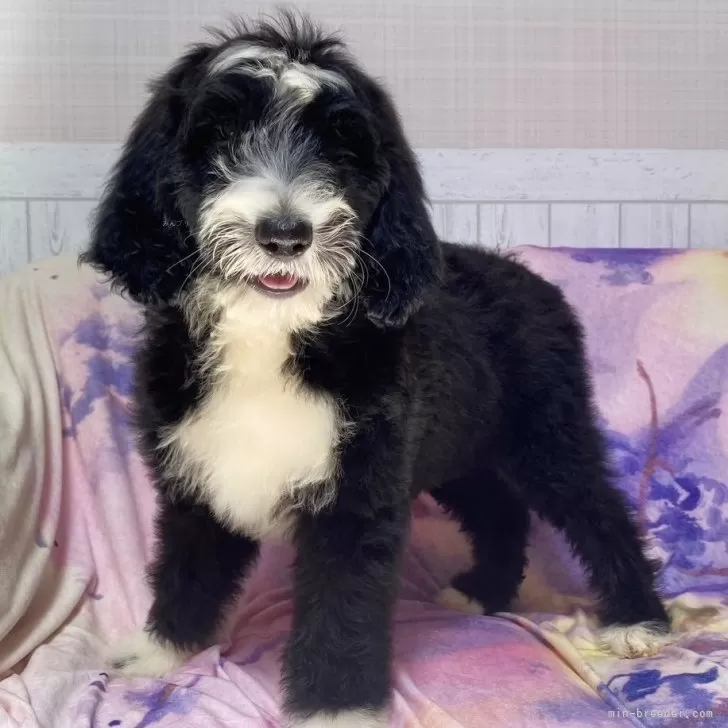 ID：2408-01666の子犬