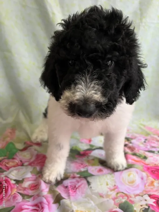 ID：2204-01356の子犬