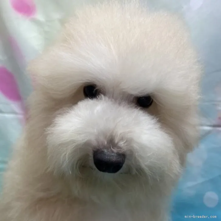 ID：2208-04150の子犬