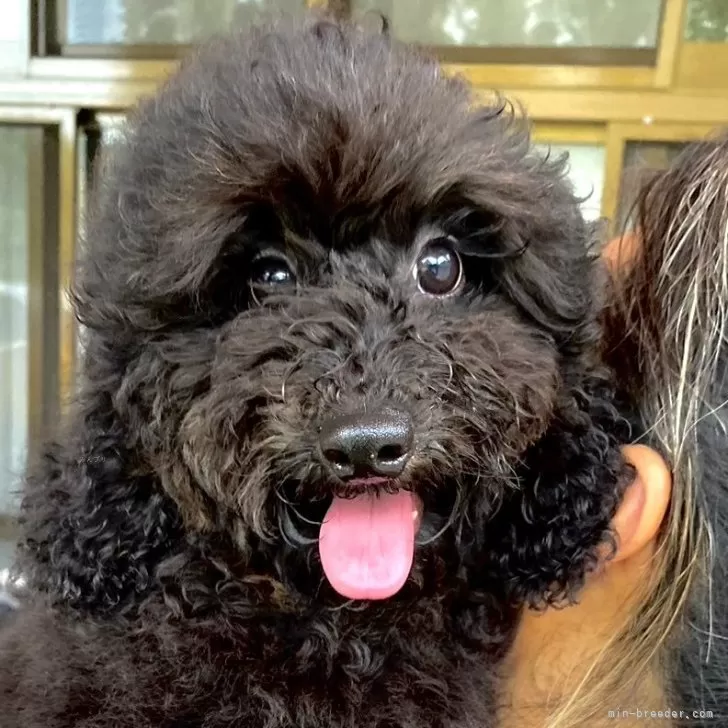 ID：2408-03030の子犬