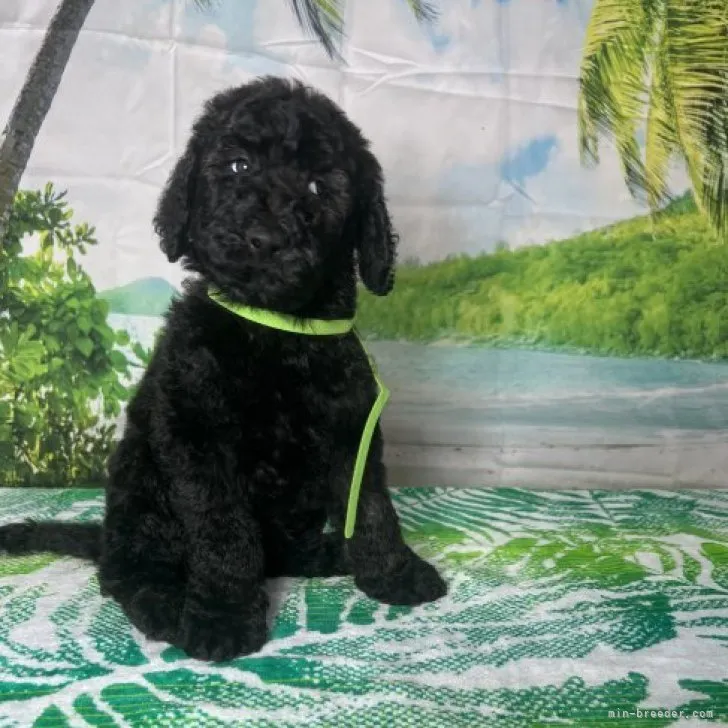 ID：2310-04621の子犬
