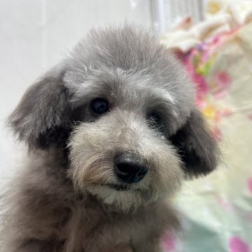 トイプードル(トイ)【千葉県・男の子・2022年6月28日・シルバー】の写真「小さいお顔でクリクリおメメ小さめトイ可愛い男の子」