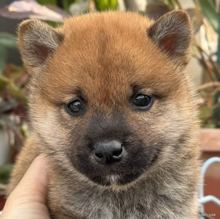 ID：2502-01127の子犬