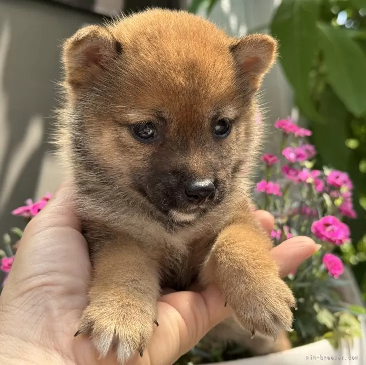 ID:2506-04092の子犬