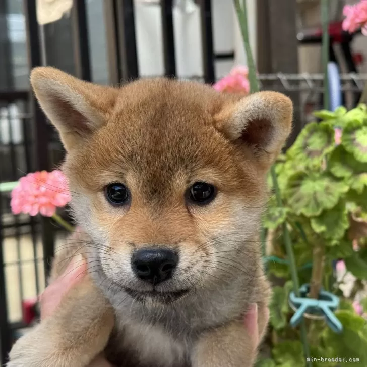 ID：2505-02139の子犬