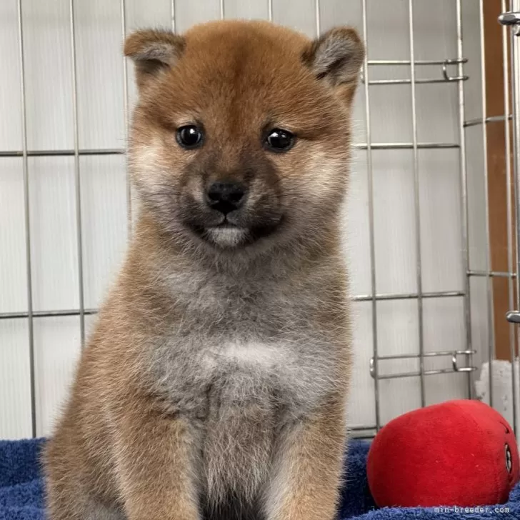 ID:2502-01121の子犬