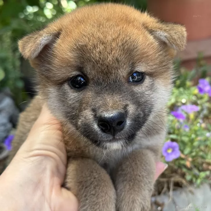 ID:2507-08527の子犬