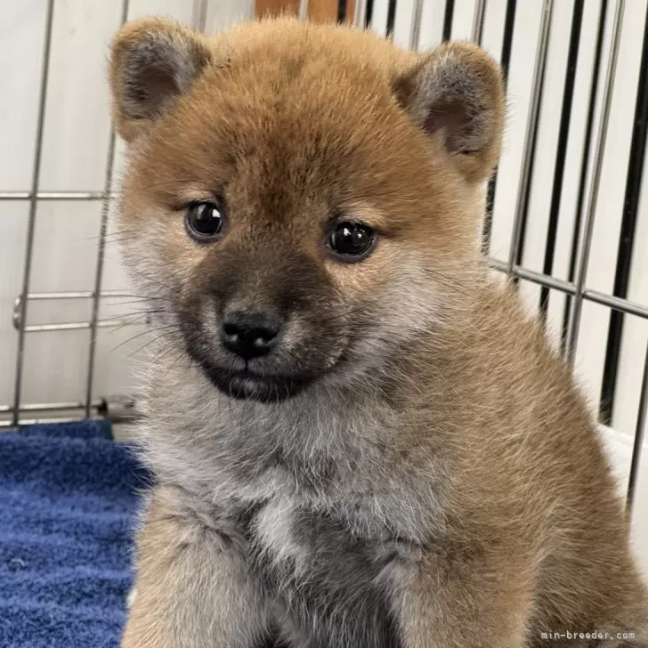 ID：2501-07638の子犬