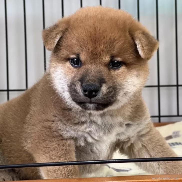 ID：2412-02286の子犬