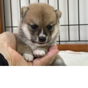 柴犬(豆柴)【岡山県・女の子・2025年8月16日・赤】の写真「クリクリおめめの豆柴ちゃん♡」