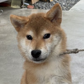 柴犬(標準サイズ)【岡山県・男の子・2025年5月25日・赤】の写真「明るい毛色の男の子♡両親賞歴あり！」