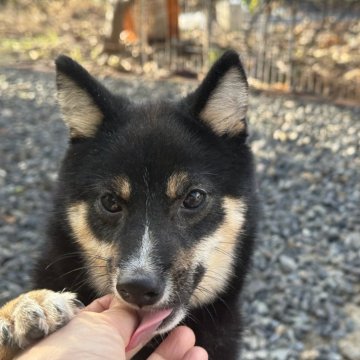 柴犬(豆柴)【岡山県・女の子・2025年4月29日・黒】の写真「愛嬌いっぱいの可愛い女の子♡両親体高29.0cm！」