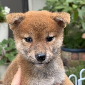 柴犬(標準サイズ)【岡山県・女の子・2025年9月21日・赤】の写真「優しいお顔の女の子♡両親賞歴あり！」