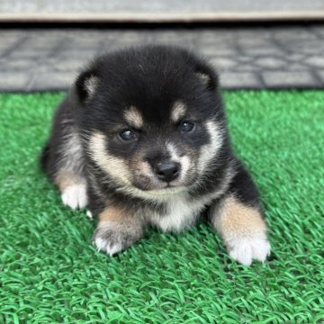 柴犬(豆柴)【岡山県・女の子・2025年8月24日・黒】の写真「配色綺麗な女の子♡」
