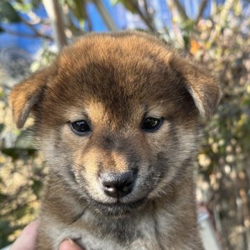 柴犬(標準サイズ)【岡山県・男の子・2025年3月1日・赤】の写真「コロコロの柴犬くん♡パパ賞歴あり！」