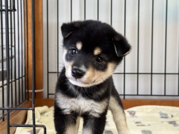 柴犬(豆柴)【岡山県・男の子・2025年8月23日・黒】の写真「くりくりお目目の豆柴君です！」