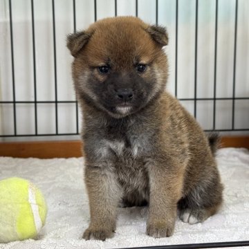 柴犬(標準サイズ)【岡山県・男の子・2025年9月21日・赤】の写真「キリッとしたお顔立ち♡両親賞歴あり！」