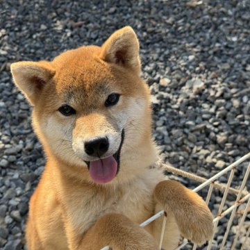 柴犬(標準サイズ)【岡山県・男の子・2024年9月12日・赤】の写真「フレンドリーで可愛い男の子♡」