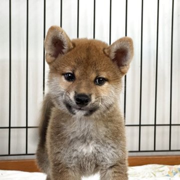 柴犬(標準サイズ)【岡山県・男の子・2025年6月15日・赤】の写真「丸顔で明るい性格の男の子！」