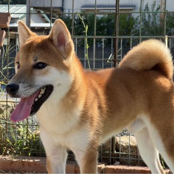柴犬(標準サイズ)【岡山県・男の子・2024年9月20日・赤】の写真「濃い赤毛の、ハンサムくん♡パパは完成犬！」
