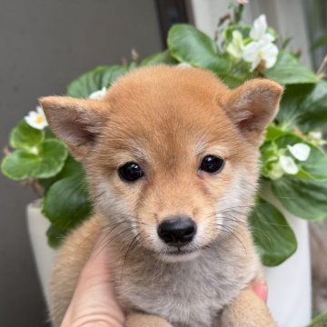 柴犬(豆柴)【岡山県・女の子・2025年6月20日・赤】の写真「明るい毛色の豆柴ちゃん♡」