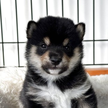 柴犬(豆柴)【岡山県・男の子・2025年3月23日・黒】の写真「配色きれいな豆柴くん♡足先白ソックスも可愛いよ！」