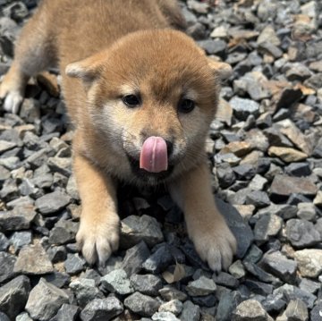 柴犬(標準サイズ)【岡山県・女の子・2025年4月12日・赤】の写真「フレンドリーで可愛い柴犬ちゃん♡パパ賞歴あり！」