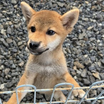 柴犬(標準サイズ)【岡山県・女の子・2025年6月8日・赤】の写真「綺麗なお顔立ちの女の子♡両親賞歴あり！」