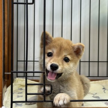 柴犬(豆柴)【岡山県・女の子・2025年6月20日・赤】の写真「明るい毛色の豆柴ちゃん♡」