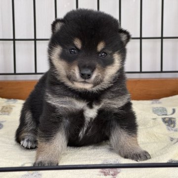 柴犬(豆柴)【岡山県・男の子・2024年11月22日・黒】の写真「配色綺麗な美男子♡豆柴くん」