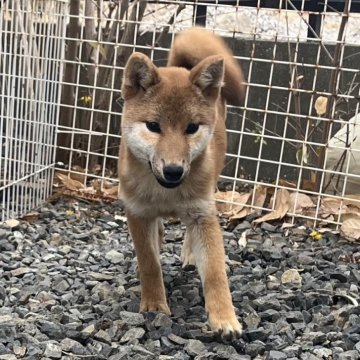 柴犬(標準サイズ)【岡山県・女の子・2024年8月18日・赤】の写真「明るい性格の女の子♡父犬完成犬！」