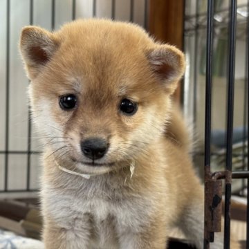 柴犬(豆柴)【岡山県・女の子・2025年6月20日・赤】の写真「明るい毛色の豆柴ちゃん♡」