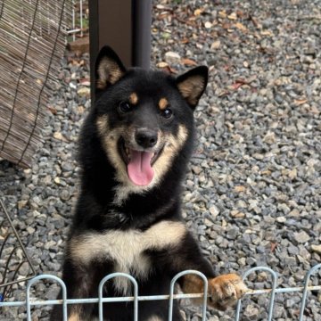 豆柴【岡山県・男の子・2024年12月15日・黒】の写真「甘えん坊で可愛い豆柴くん♡」